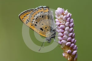 Blauwe vuurvlinder, Violet Copper, Lycaena helle