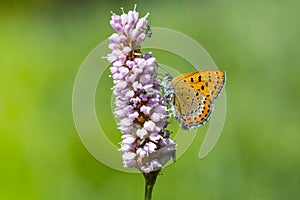 Blauwe vuurvlinder, Violet Copper, Lycaena helle