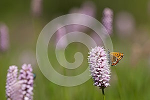 Blauwe vuurvlinder, Violet Copper, Lycaena helle