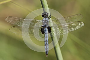 Blauwe zonlibel, Blue Basker, Urothemis edwardsii