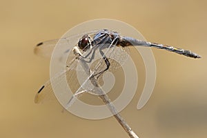 Blauwe zonnewijzer, Indigo Dropwing, Trithemis festiva