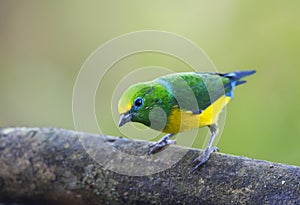 Blauwnekorganist, Blue-naped Chlorophonia, Chlorophonia cyanea photo