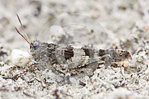 Blauwvleugelsprinkhaan, Blue-winged Grasshopper, Oedipoda caerulescens