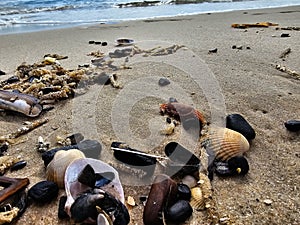 Blavand beach Denmark photo