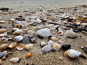 Blavand beach Denmark photo