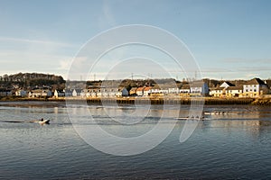 Blaydon on Tyne UK: Jan 2022: Rowers on the River Tyne on a early sunday morning. Rowing water sport exercise