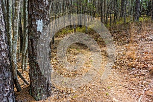 Blaze Along South Carolina Trail