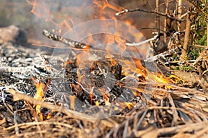 Blaze of fire on dry branch