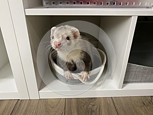 Blaze Male Ferret Leaning Out of Basket Cubby