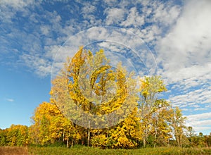 Blaze of yellow trees in a hedgerow during autumn against blue sky