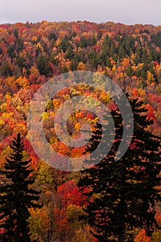 Blazing Colors - Autumn / Fall Scenery - Kumbrabow State Forest - West Virginia