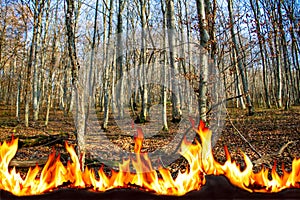 Blazing flames against the backdrop of mountains and green forest. Forest fire safety concept, for your design