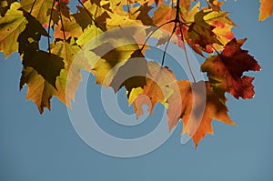 Blazing Orange Autumn Leaves on Branch