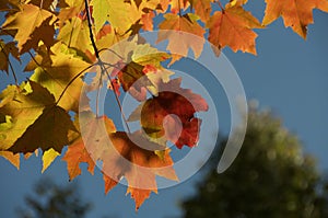 Blazing Orange Leaves & Blue Sky