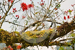 Blazing red blooms flowering on tree in Mountain Rainforest of Uganda