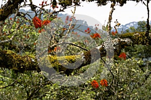 Blazing red blooms in Mountain Rainforest