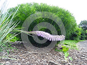 Blazing Star Liatris flower lays flat with weight