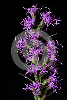 Blazing Star Wildflower