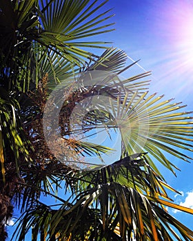 Blazing sun, blue sky, palm tree leaves