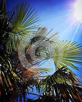 Blazing sun, blue sky, palm tree leaves
