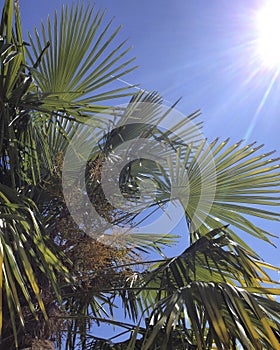 Blazing sun, blue sky, palm tree leaves