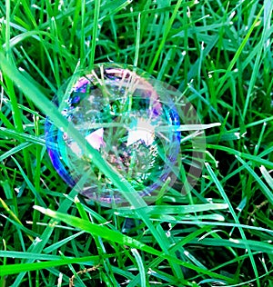 But ble Photography in Grass Cage photo