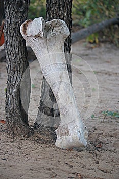 BLEACHED BONE FROM AN AFRICAN ELEPHANT SKELETON