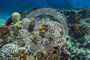 Bleached coral reef and blue chromis