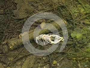 Bleached Dead Crayfish in a Creek