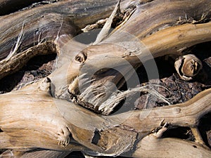 Bleached driftwood on sandy beach.