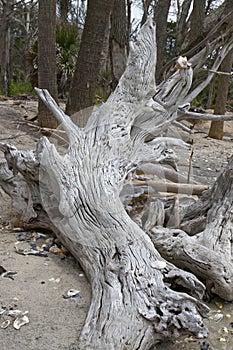Bleached Live Oak stump at the Boneyard on Botany Bay Plantation SC