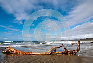 A bleached stranded log along an ocean beach