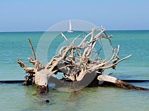 Bleached Trees Beach 03