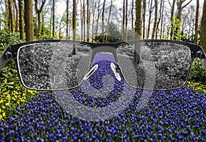 Bleached view of blue and yellow grape hyacinths in the park in eyeglasses against colorful background.  World perception during