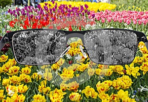 Bleached view of tulips in glasses against colorful background.  World perception during depression. Medical condition. Health and