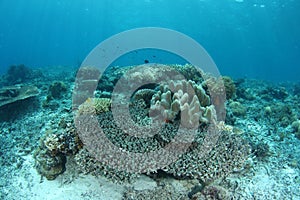 Bleaching coral