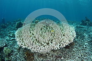 Bleaching coral