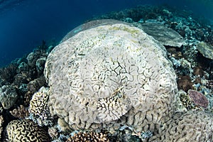 Bleaching Coral Colony photo