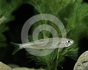 Bleak, alburnus alburnus