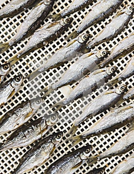 Bleak fish is dried in a dryer. Background