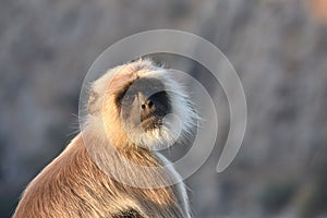 Bleak mouth monkey Gray langur at Jaipur