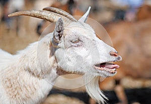 Bleating goat.
