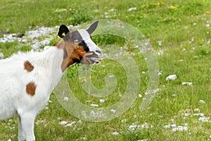 Bleating goat