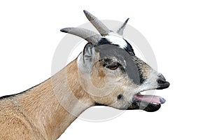 Bleating Goat Isolated