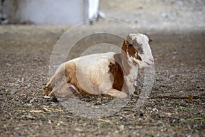 Bleating goat lies on the ground, on a rope, in the center of Mindelo, on the island SÃÂ£o Vicente, Cape Verde, Cabo Verde photo