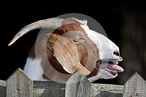 Bleating Goat