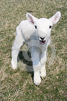 Bleating lamb close up