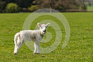 Bleating lamb on green meadow