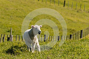 Bleating lamb in paddock
