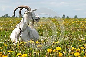 Bleating pregnant goat